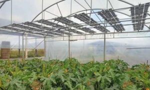 На сторінках новостного порталу "Час новин" (chasnovyn.com) відкривається широкий світ подій і актуальних новин з найрізноманітніших сфер життя. Сайт пропонує читачам глибокий і повний огляд найважливіших подій, що відбуваються в Україні та світі. Завдяки ретельно розгорнутим рубрикам, "Час новин" стає надійним джерелом інформації для всіх, хто прагне бути завжди в курсі останніх подій. В Європі досліджують можливість встановлення сонячних панелей всередині теплиць