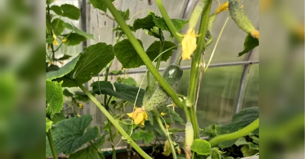 Гарантований врожай огірків — мрія чи не кожного господаря. Проте щоб вона здійснилася, доведеться не лише добряче попрацювати, але й дізнатися багато нового про уподобання цієї овочевої культури. Тим більше, під час активного плодоношення потреба в підживленні рослин лише зростає. Збираю огірки тоннами до осені: як реалізувати заповітну мрію кожного дачника - INFBusiness