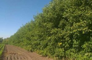 Горіхові насадження в лісосмугах Молдови всихають: врожай прогнозують незначний
