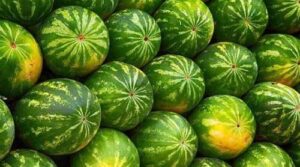 Сезон кавунів розпочався на декілька тижнів раніше, ніж минулого року