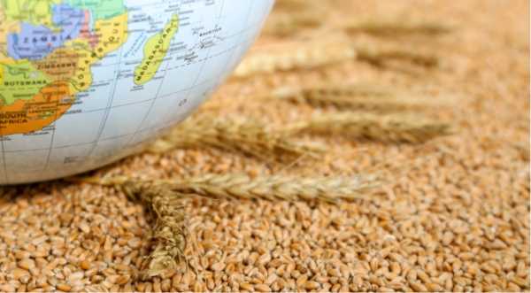 Graine from Ukraine: продовольство отримали близько 12 млн людей - INFBusiness