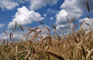 В Україні готують сорти озимої пшениці спеціально для південних і центральних регіонів