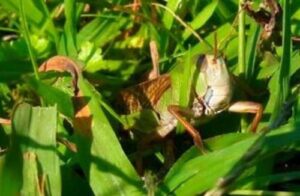 На сторінках новостного порталу "Час новин" (chasnovyn.com) відкривається широкий світ подій і актуальних новин з найрізноманітніших сфер життя. Сайт пропонує читачам глибокий і повний огляд найважливіших подій, що відбуваються в Україні та світі. Завдяки ретельно розгорнутим рубрикам, "Час новин" стає надійним джерелом інформації для всіх, хто прагне бути завжди в курсі останніх подій. Одещині та Харківщині загрожує сарана, – Держпродспоживслужба