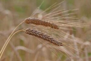 Очікується, що до 40% українського експорту ячменю буде спрямовано в Китай