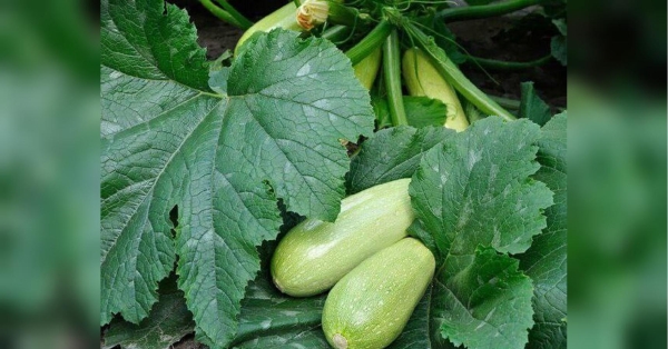 Плодоносять, як скажені, і не гниють: три найкращі підживлення для кабачків - INFBusiness