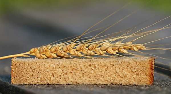 Grain from Ukraine: в ООН хочуть закуповувати дороблену продукцію - INFBusiness