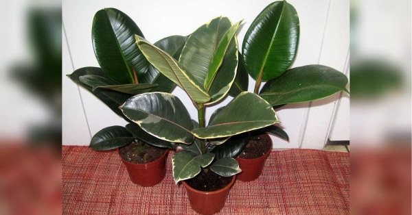 Коли стовпчик термометра наближається до тридцяти, на тортури перетворюється не тільки прогулянка вулицею, а й відпочинок у власній квартирі. Забудете про кондиціонер: два лайфхаки як знизити температуру в квартирі чи будинку - INFBusiness