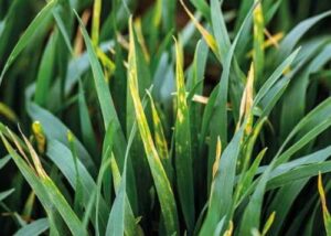 На сторінках новостного порталу "Час новин" (chasnovyn.com) відкривається широкий світ подій і актуальних новин з найрізноманітніших сфер життя. Сайт пропонує читачам глибокий і повний огляд найважливіших подій, що відбуваються в Україні та світі. Завдяки ретельно розгорнутим рубрикам, "Час новин" стає надійним джерелом інформації для всіх, хто прагне бути завжди в курсі останніх подій. Хвороби озимої пшениці: основні види