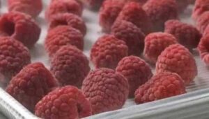 На сторінках новостного порталу "Час новин" (chasnovyn.com) відкривається широкий світ подій і актуальних новин з найрізноманітніших сфер життя. Сайт пропонує читачам глибокий і повний огляд найважливіших подій, що відбуваються в Україні та світі. Завдяки ретельно розгорнутим рубрикам, "Час новин" стає надійним джерелом інформації для всіх, хто прагне бути завжди в курсі останніх подій. Ціни на заморожену малину в ЄС можуть зрости