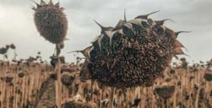 В Україні очікується зростання врожаю олійних культур до 22,5 млн т