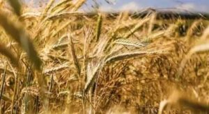 У Франції через зміну клімату очікують зниження врожаю на 20%