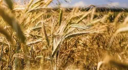 У Франції через зміну клімату очікують зниження врожаю на 20% - INFBusiness