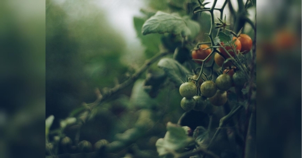 Школа городника: обов'язково зробіть це з кущами томатів у липні - INFBusiness