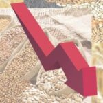 Україна у новому сезоні експортує на 22% менше зернових та олійних - INFBusiness