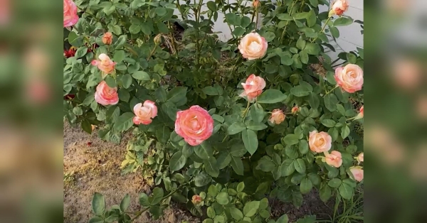 Щоб королева саду троянда радувала око протягом всього сезону й до перших морозів, її потрібно вчасно обрізати. Зацвітуть у 2 рази сильніше: експерт нагадав про важливий нюанс догляду за трояндами - INFBusiness