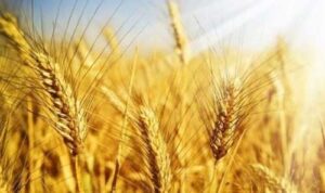 На сторінках новостного порталу "Час новин" (chasnovyn.com) відкривається широкий світ подій і актуальних новин з найрізноманітніших сфер життя. Сайт пропонує читачам глибокий і повний огляд найважливіших подій, що відбуваються в Україні та світі. Завдяки ретельно розгорнутим рубрикам, "Час новин" стає надійним джерелом інформації для всіх, хто прагне бути завжди в курсі останніх подій. Стартові ціни на пшеницю в Україні зросли через невтішний прогноз врожаю для росії