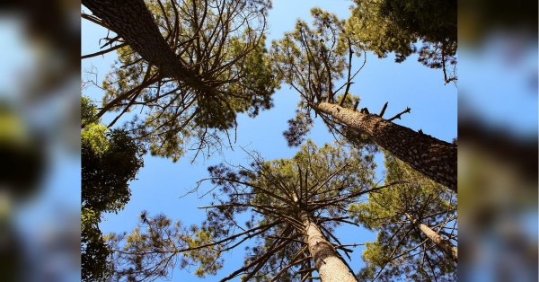 Деякі види рослин, у тому числі й троянди, погано ростуть поряд з хвойними деревами. Адже коренева система хвойних дерев та кущів розгалужена, вона забирає поживні речовини на достатньо великій площі. Хвойні рослини на дачі: п'ять причин від них відмовитися - INFBusiness