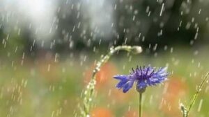 Дощі в кінці червня покращили вологозабезпечення грунту, – НААН