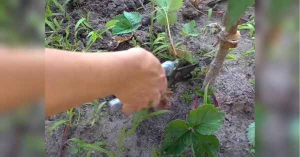 Як врятувати город від спеки та посухи: ці способи вас точно здивують - INFBusiness