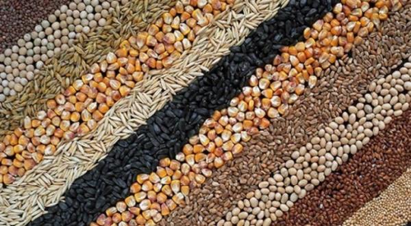 Експорт агропродукції з України значно скоротився: виняток — олійні культури - INFBusiness