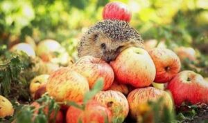 Яблука в Японії буде сортувати штучний інтелект