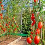 Як змусити рослини томатів рости швидше: прості поради для раннього врожаю - INFBusiness