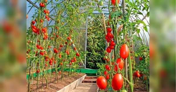 Як змусити рослини томатів рости швидше: прості поради для раннього врожаю - INFBusiness