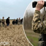 ДПСУ викрила нових ухилянтів на Закарпатті: намагались дістатись Угорщини пшеничним полем – відео - INFBusiness