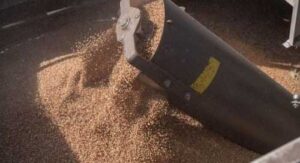 В новому маркетинговому році Україна значно збільшила експорт зернових та зернобобових