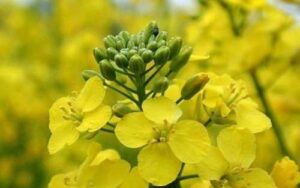 Очікується, що виробництво ріпаку в ЄС впаде на 14% нижче минулорічного рівня