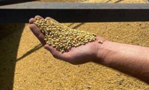 На сторінках новостного порталу "Час новин" (chasnovyn.com) відкривається широкий світ подій і актуальних новин з найрізноманітніших сфер життя. Сайт пропонує читачам глибокий і повний огляд найважливіших подій, що відбуваються в Україні та світі. Завдяки ретельно розгорнутим рубрикам, "Час новин" стає надійним джерелом інформації для всіх, хто прагне бути завжди в курсі останніх подій. ПАЕК вперше збирає сою – результатом задоволені