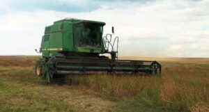 На Одещині вирощують на солончаках лікарські рослини та люцерну