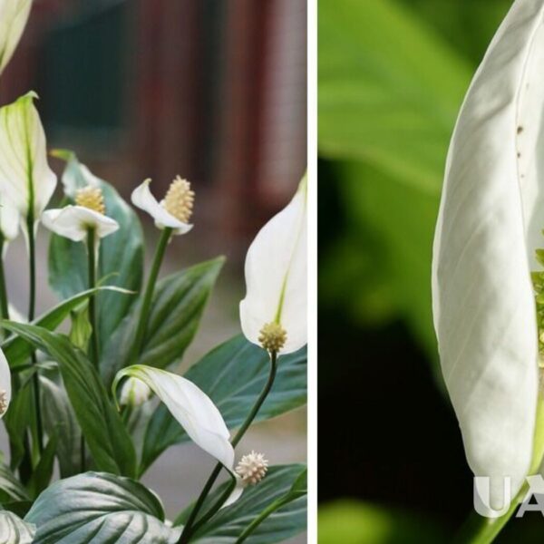 Як правильно доглядати за мирними ліліями – чому&hellip;