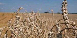 Пшениця поступово дорожчає через обмежену пропозицію