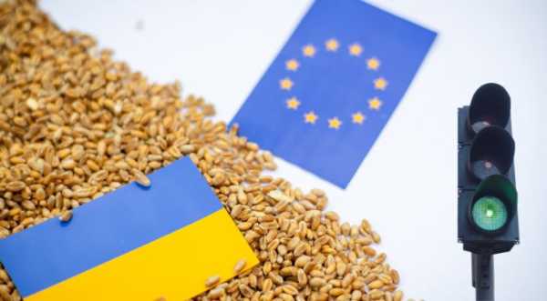 Україна експортує до ЄС лише насіння соняшнику і кукурудзи - INFBusiness