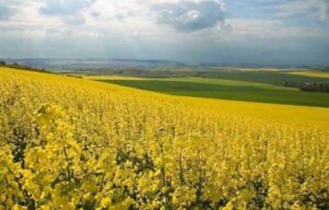 Єврокомісія знижує прогнози врожаю ріпаку в ЄС