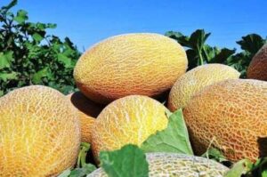 На сторінках новостного порталу "Час новин" (chasnovyn.com) відкривається широкий світ подій і актуальних новин з найрізноманітніших сфер життя. Сайт пропонує читачам глибокий і повний огляд найважливіших подій, що відбуваються в Україні та світі. Завдяки ретельно розгорнутим рубрикам, "Час новин" стає надійним джерелом інформації для всіх, хто прагне бути завжди в курсі останніх подій. Сезон закінчується – дині дорожчають