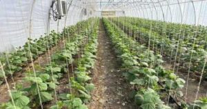 В теплицях ПАЕК зайшли на третій урожай