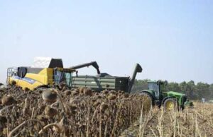 Врожай 2024: стабільний попит на кукурудзу та соняшник, пшениця та ріпак під тиском