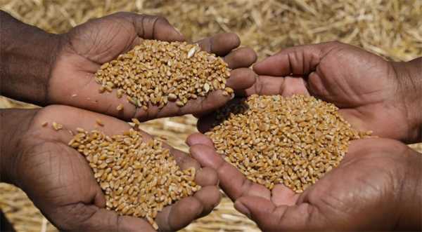 Grain from Ukraine: Україна допоможе Малаві та Замбії - INFBusiness