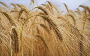 Фермери стримують продажі ячменю в очікуванні кращих цін