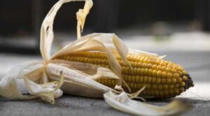 ООН планує купувати кукурудзу для Африки в Україні та Мексиці