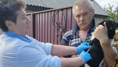 Котів та собак на Кіровоградщині вакцинують безкоштовно (ФОТО) - INFBusiness
