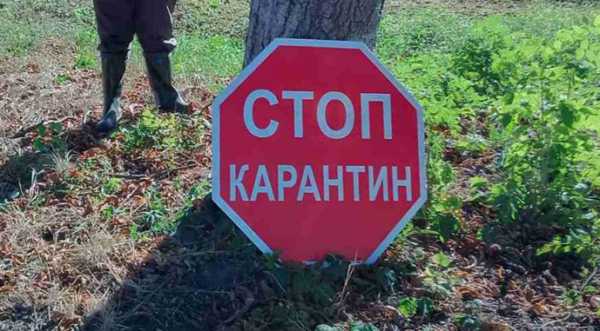 Кількість випадків АЧС в Україні наближається до 60 і надалі зростатиме - INFBusiness