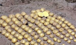 На базі Агріко Україна в Київській області відбувся день поля, присвячений питанням картоплярства