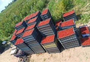 Замість руїн та сміттєзвалища – ягідна плантація