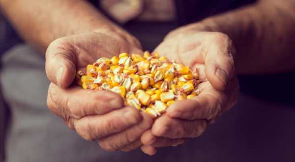 Grain from Ukraine: до Мозамбіку та Малаві відправили 23 тис. т української кукурудзи - INFBusiness