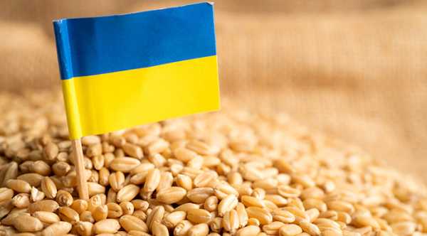 Експорт пшениці нового урожаю перевищив 1,5 млн т - INFBusiness