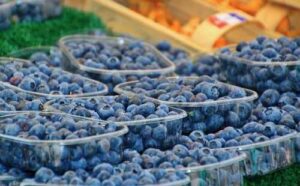 Сезон лохини закінчиться раніше, ніж зазвичай