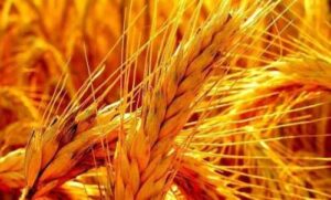 Україна експортувала до Китаю рекордну кількість ячменю, проте подальші прогнози невтішні